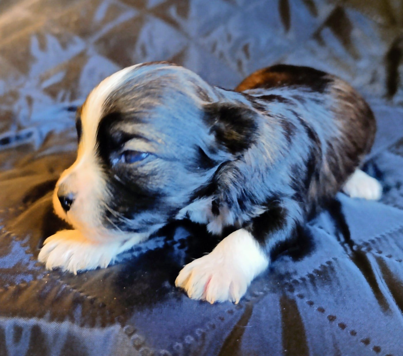 Fille pie irlandais de Top of the Pops