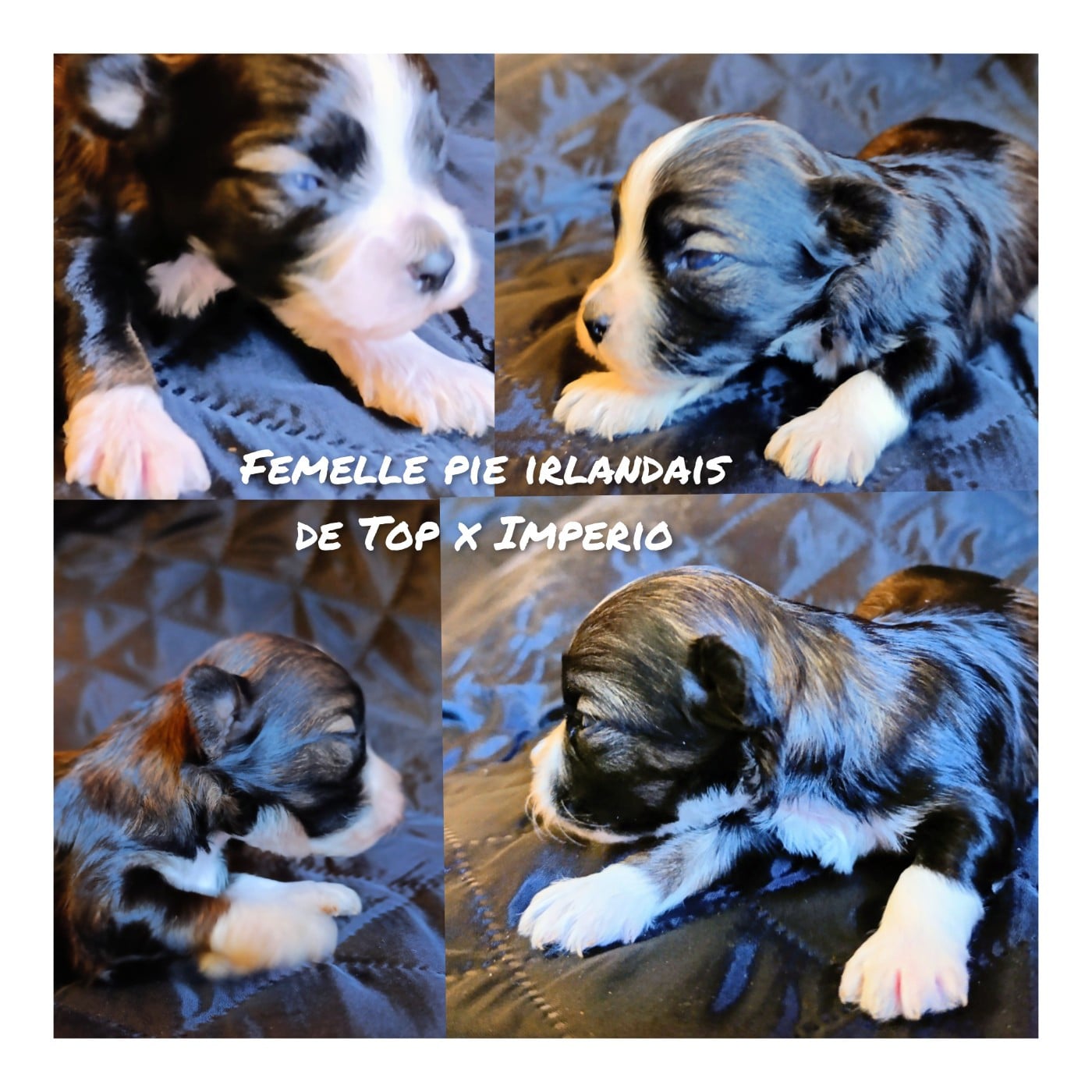 Fille pie irlandais de Top of the Pops