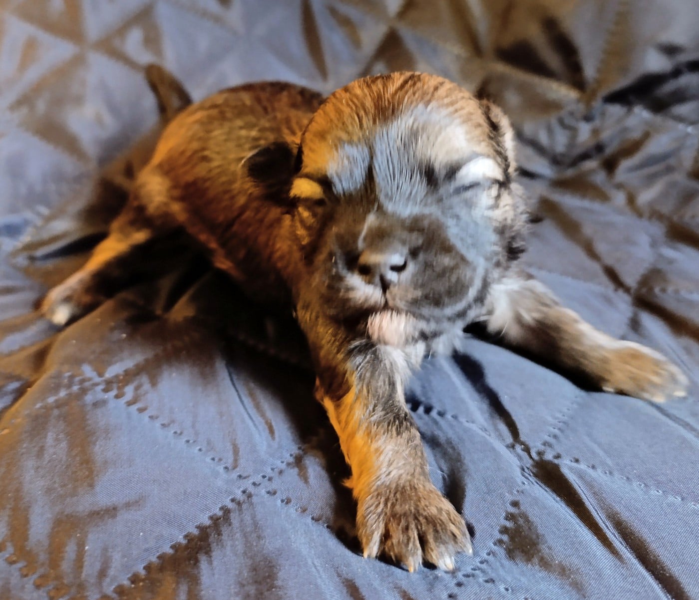 Fils fauve charbonné de Top of the Top