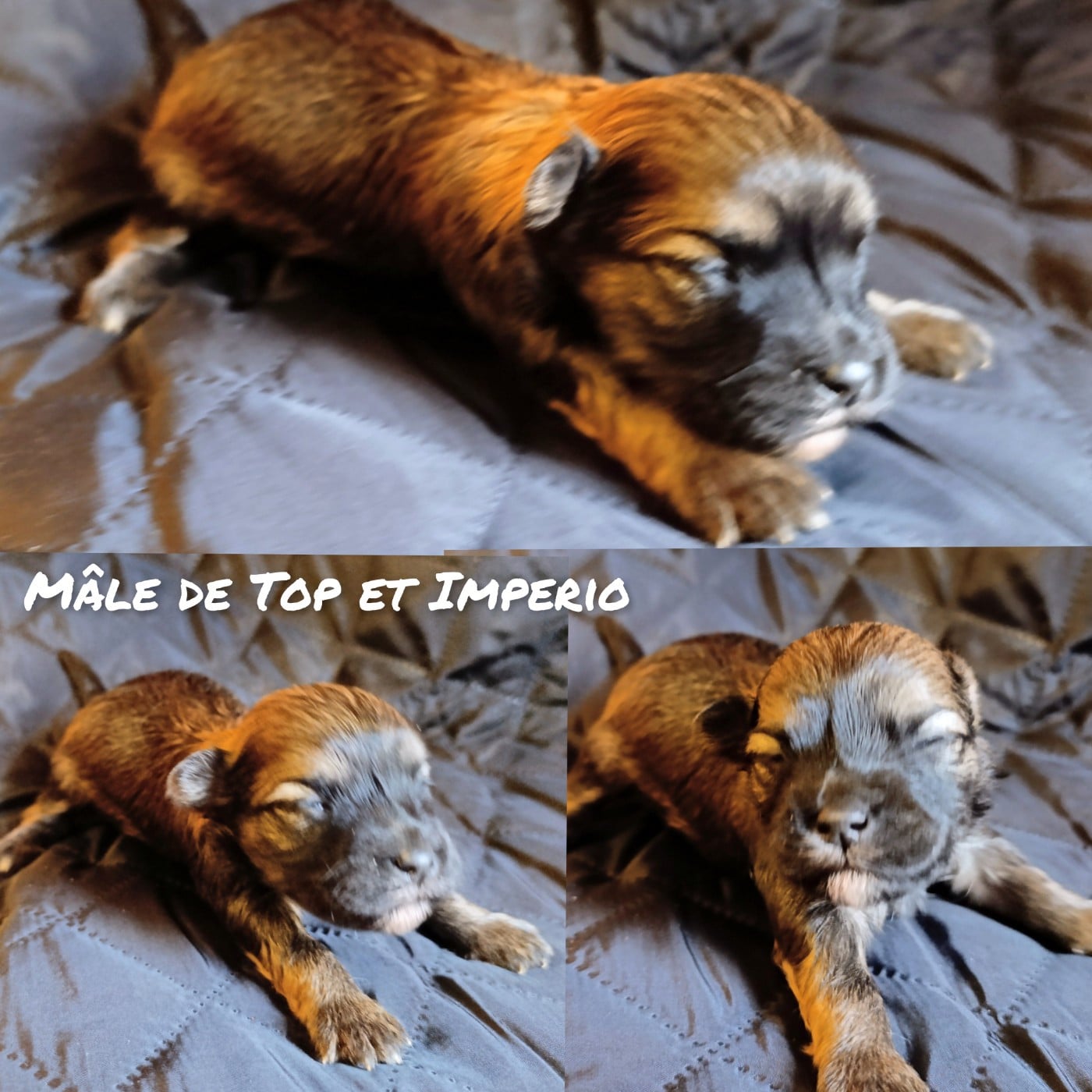 Fils fauve charbonné de Top of the Top