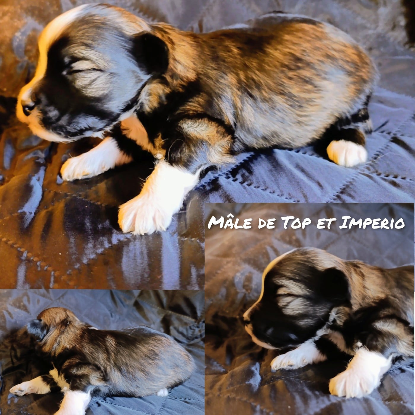 Mâle rouge charbonné pie irlandais