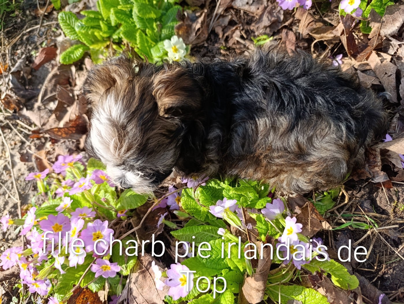 Fille pie irlandais de Top of the Pops