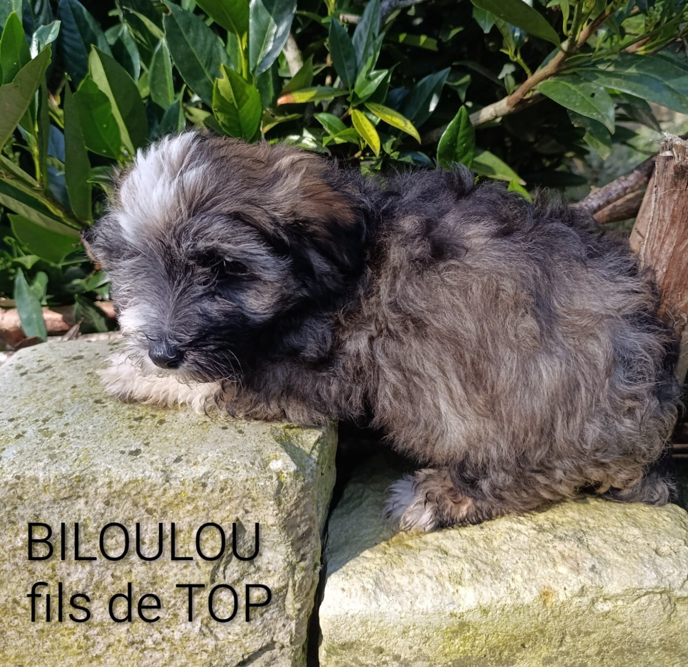 BILOULOU mon moustique d amour