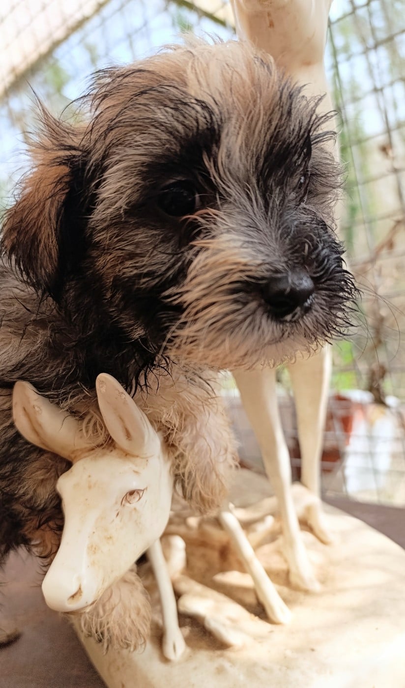 BILOULOU mon moustique d amour