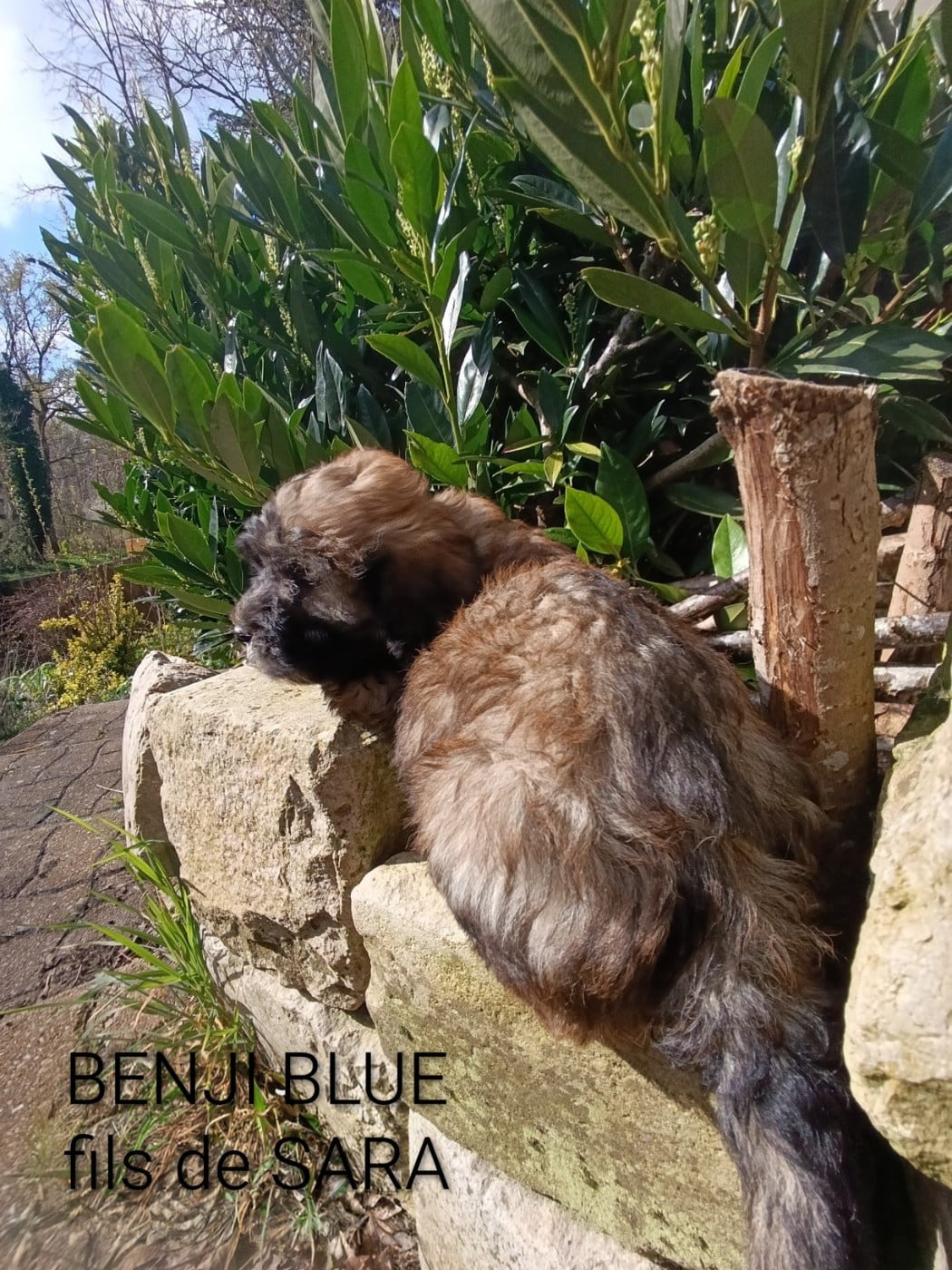 BENJI BLUE