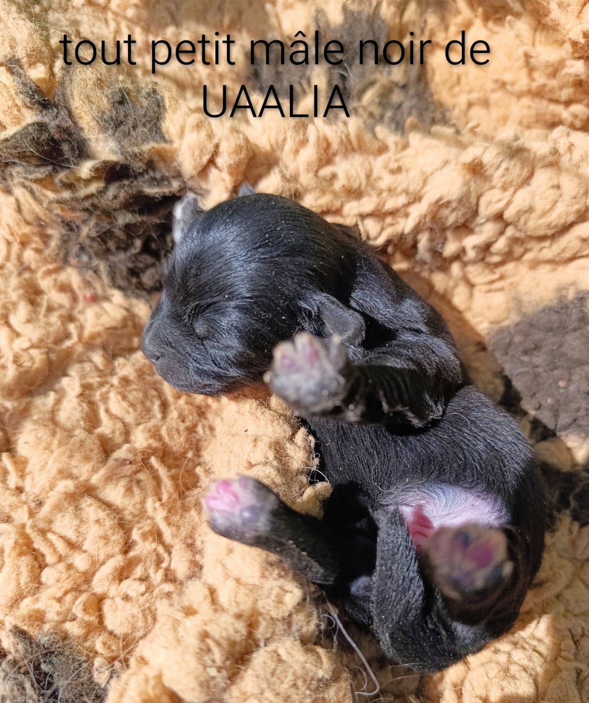 Petit noir - Bichon Havanais