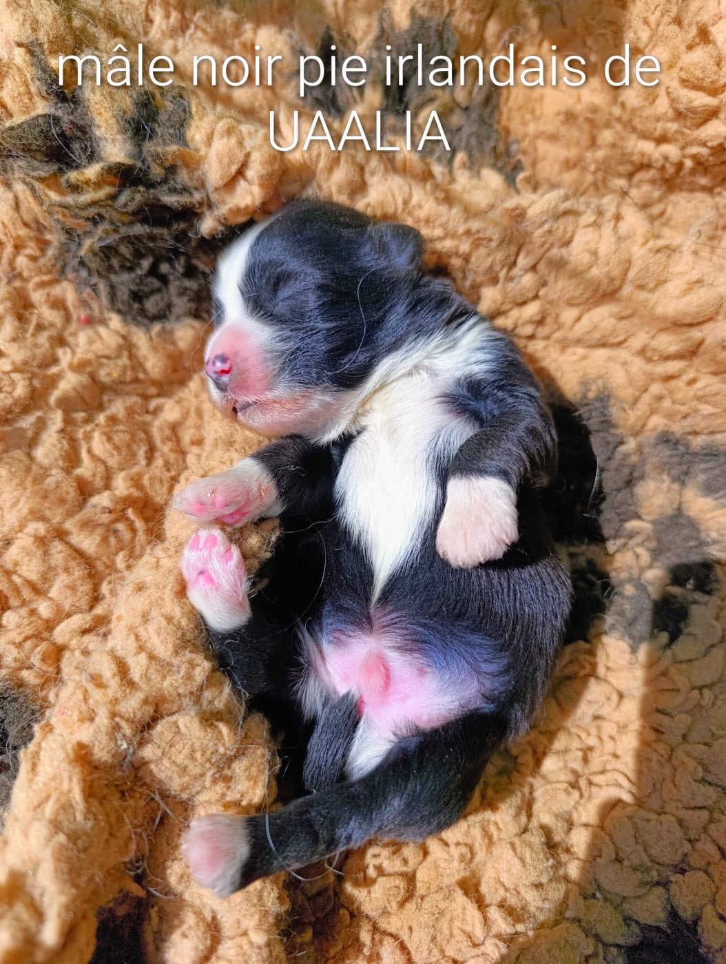 Noir pie irlandais - Bichon Havanais