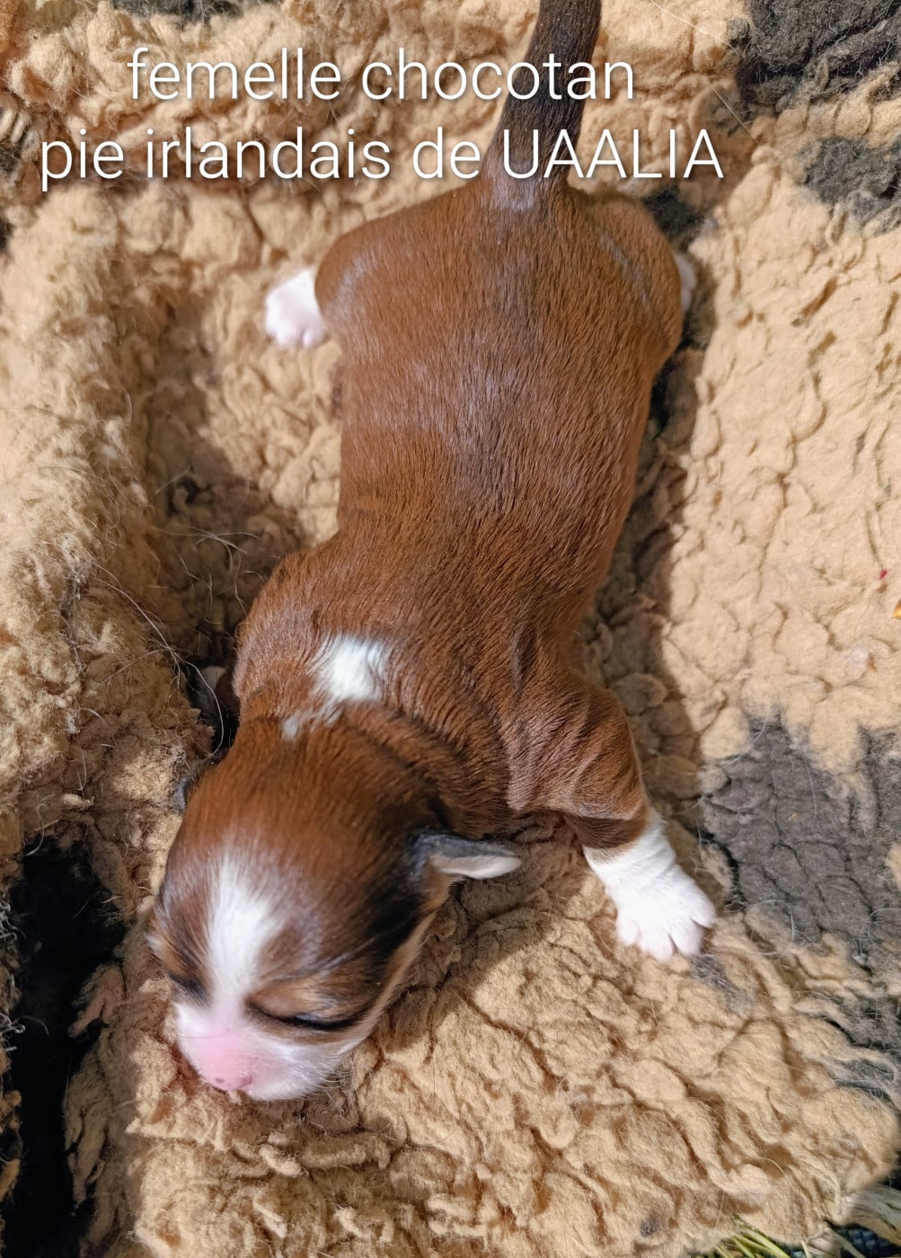 Chiot N°3 - Bichon Havanais