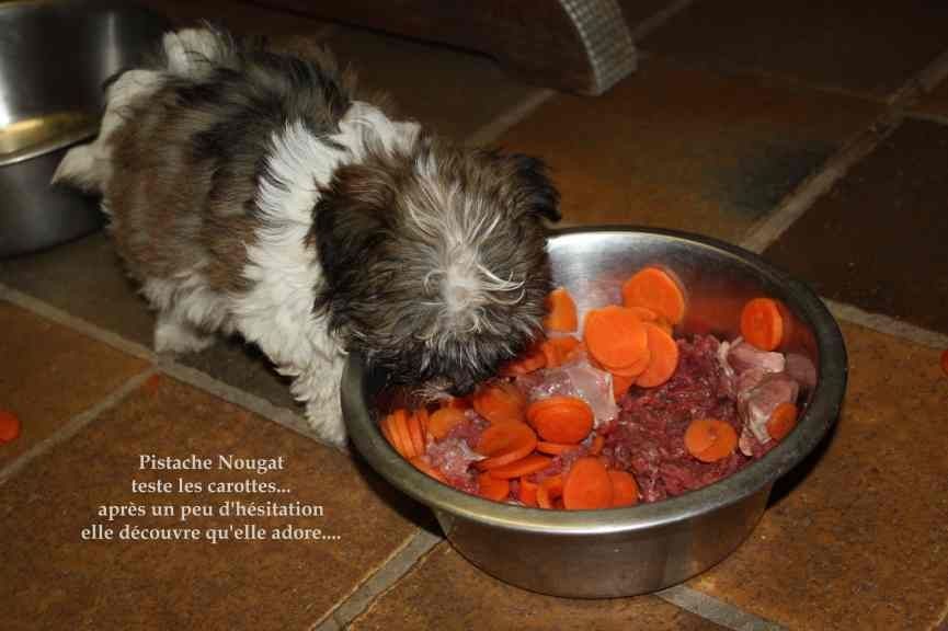 PISTACHE NOUGAT, femelle havanaise TOY - Bichon Havanais