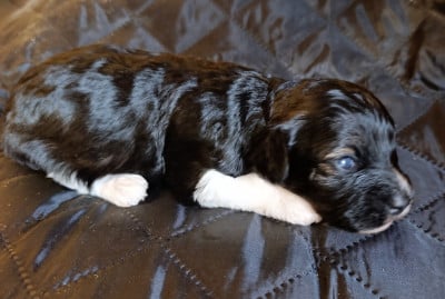 Les chiots de Bichon Havanais