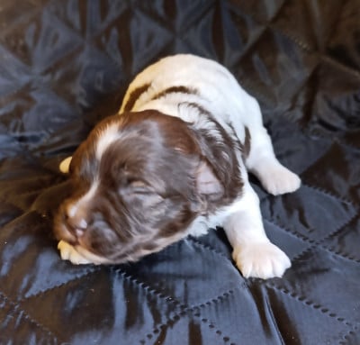 Les chiots de Bichon Havanais