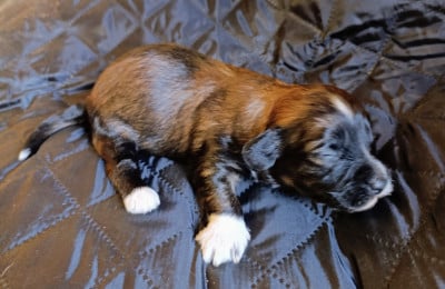 Les chiots de Bichon Havanais