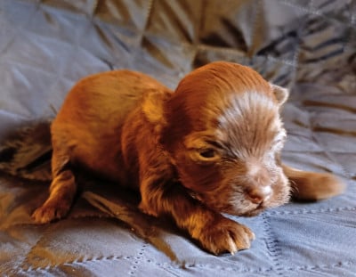 Les chiots de Bichon Havanais