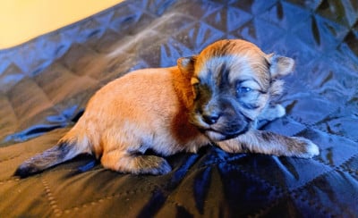 Les chiots de Bichon Havanais