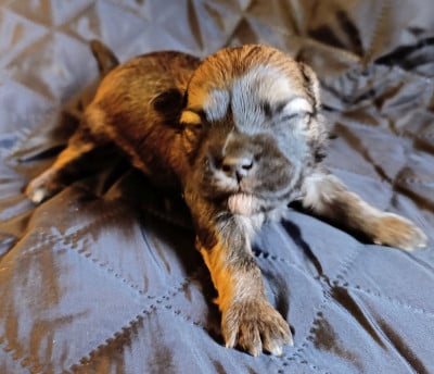 Les chiots de Bichon Havanais