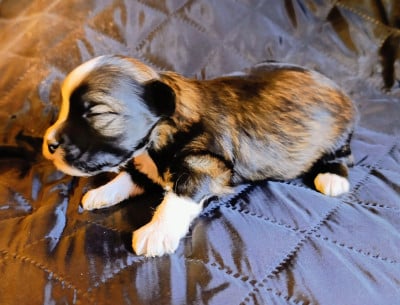 Les chiots de Bichon Havanais