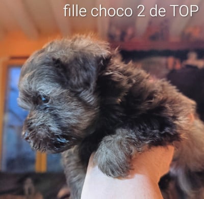 Les chiots de Bichon Havanais