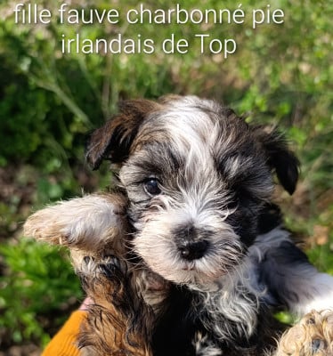 Les chiots de Bichon Havanais