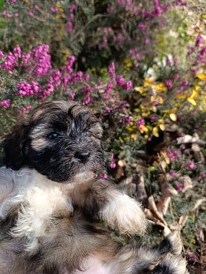 Les chiots de Bichon Havanais