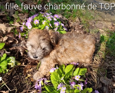 Les chiots de Bichon Havanais