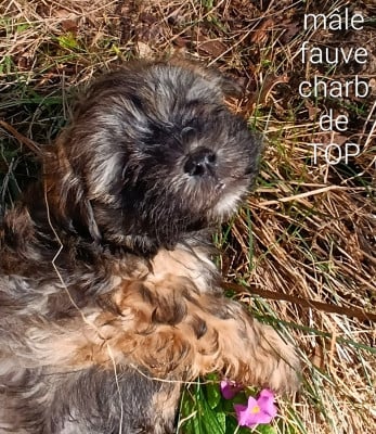 Les chiots de Bichon Havanais