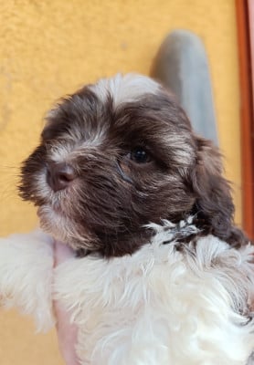 Les chiots de Bichon Havanais