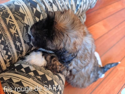 Les chiots de Bichon Havanais