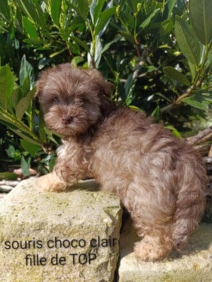 Les chiots de Bichon Havanais