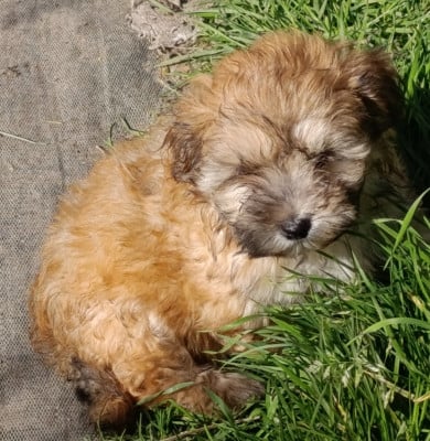 Les chiots de Bichon Havanais