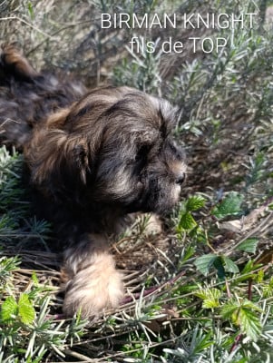 Les chiots de Bichon Havanais