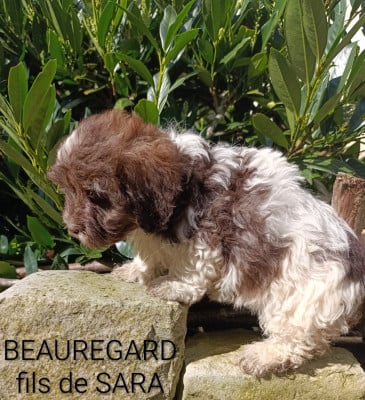 BEAUREGARD MICHOKO - Bichon Havanais
