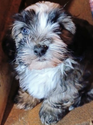 Les chiots de Bichon Havanais