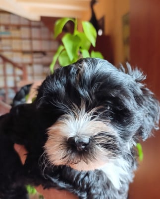 Les chiots de Bichon Havanais