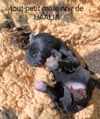 Les chiots de Bichon Havanais