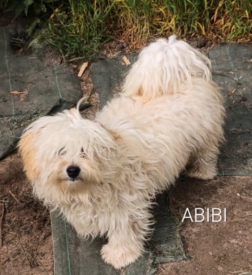 Bichon Havanais