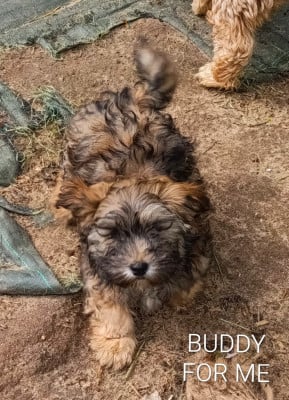Les chiots de Bichon Havanais