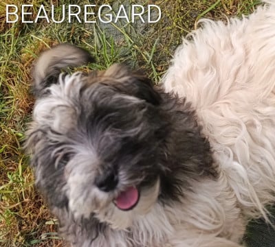 Les chiots de Bichon Havanais