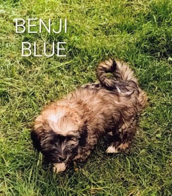 Les chiots de Bichon Havanais