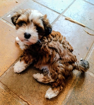 Les chiots de Bichon Havanais