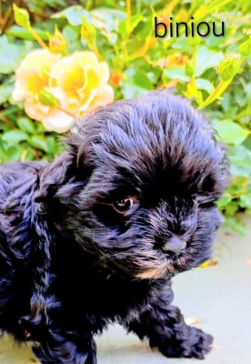 Les chiots de Bichon Havanais
