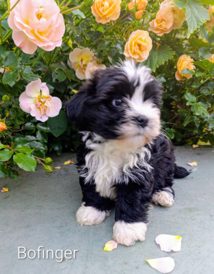 Les chiots de Bichon Havanais