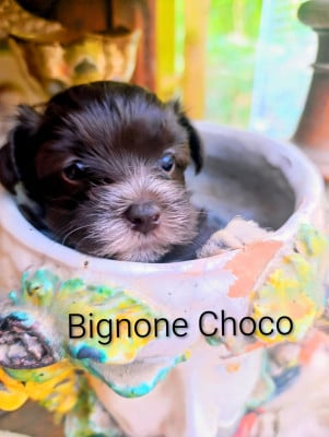 Les chiots de Bichon Havanais