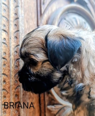 Les chiots de Bichon Havanais
