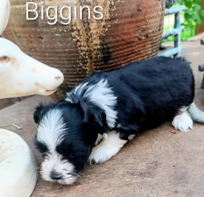 Les chiots de Bichon Havanais