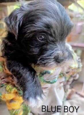 Les chiots de Bichon Havanais