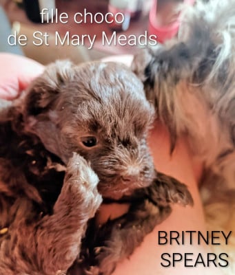 Les chiots de Bichon Havanais
