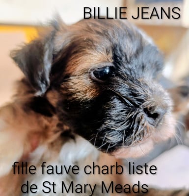 Les chiots de Bichon Havanais