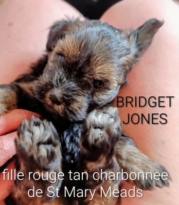 Les chiots de Bichon Havanais