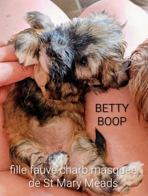 Les chiots de Bichon Havanais