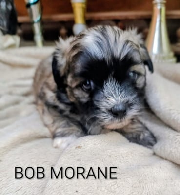 Les chiots de Bichon Havanais
